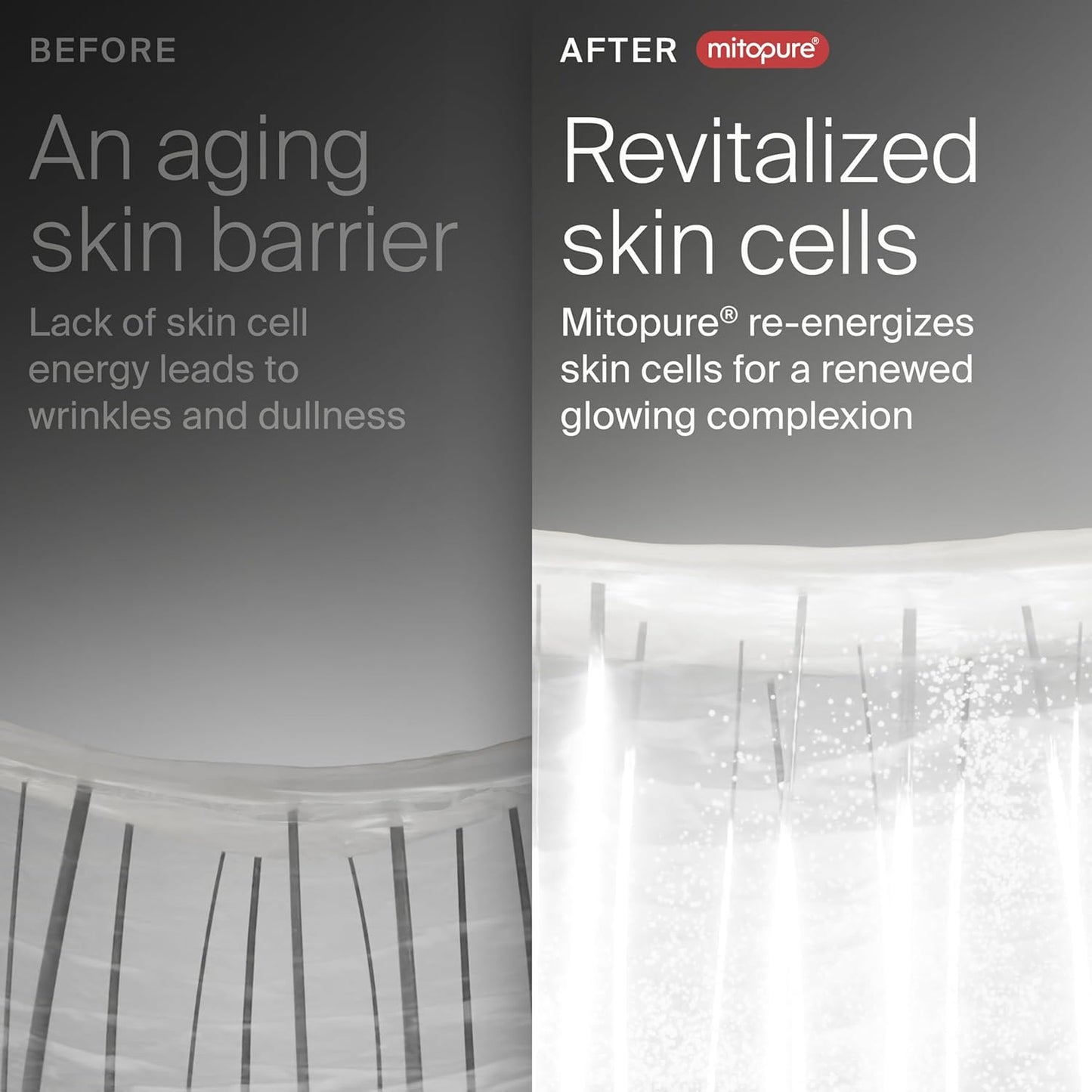 The Night Cream (7-Day Trial) Powered by Mitopure (Urolithin A), Healthy Aging Face Cream, Clinically Proven to Reduce the Apparance of Fine Lines and Wrinkles, All Skin Types and Genders