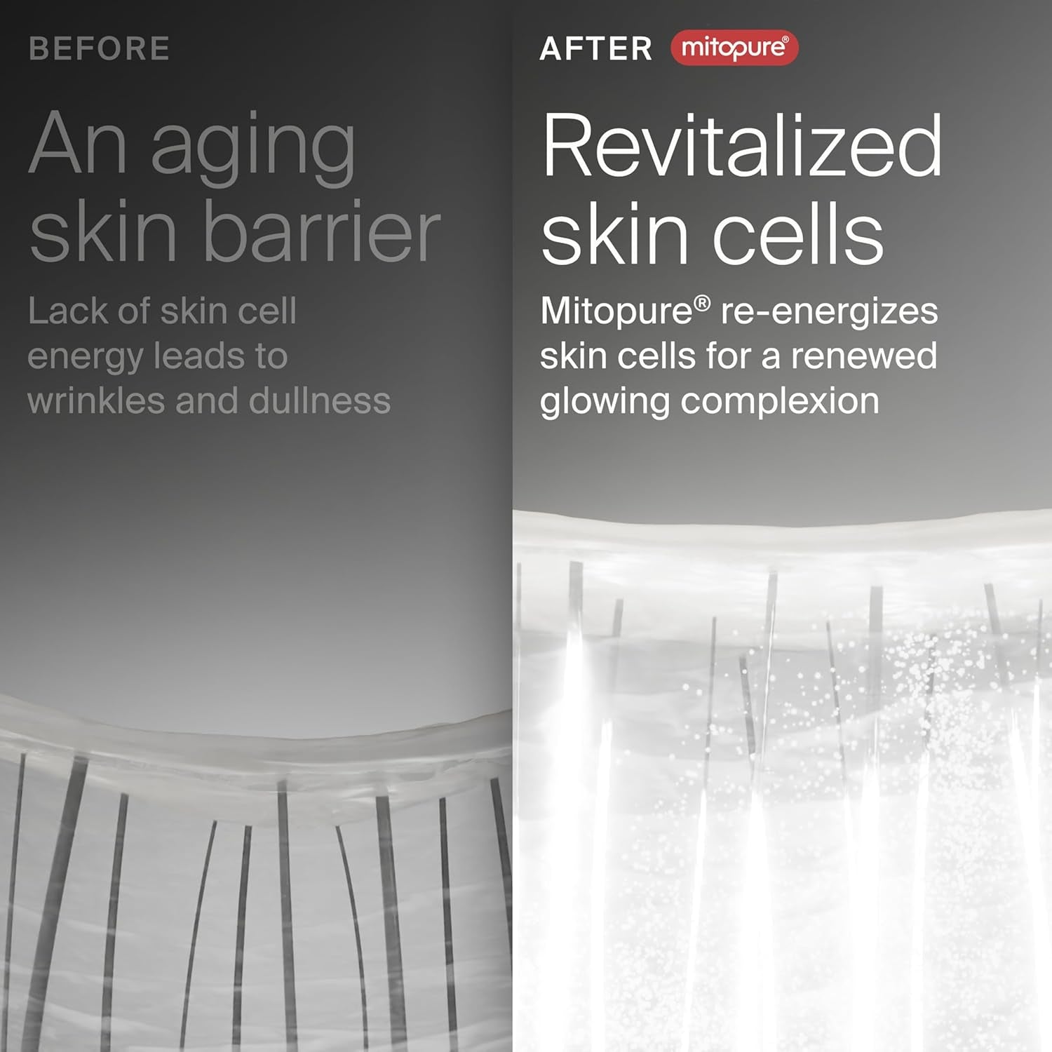 The Night Cream (7-Day Trial) Powered by Mitopure (Urolithin A), Healthy Aging Face Cream, Clinically Proven to Reduce the Apparance of Fine Lines and Wrinkles, All Skin Types and Genders